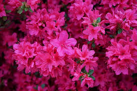 Check spelling or type a new query. Azalea Spring Flowers Nature Pink Flower Red Flowers Plants Flower Tree Bright Pink Pxfuel