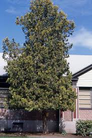 Image result for Vismia orientalis