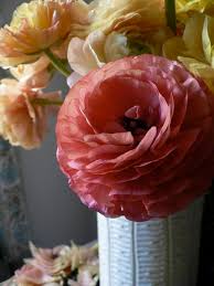 If you have a greenhouse, poly tunnel, or covered space you can here's how: How To Grow Ranunculus Gardening Channel