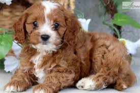 However, they tend to suffer from separation anxiety and do not. What Is The Cutest Hypoallergenic Dog Breed