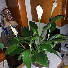 Peace Lily Air Purifying Plant Easy Care Low Light Houseplant Housewarming Present Sympathy Gift Indoor Garden In 2020 Air Purifying Plants Plants Peace Lily
