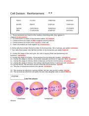 Some of the worksheets displayed are 114 meiosis work answer key, gre biology practice test, biology 114 form function diversity and ecology course, answer key for nelson biology 11, chapter by chapter answer key, answer key work 6, biology lab manual, natural selection work answers. Cell Division Reinforcement Worksheet Celldivision Reinforcement Name Directions14 Injuredandold Bynewcells Studythe Course Hero