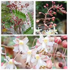 Image result for Pterolobium