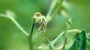 Image result for tomato seedling botrytis