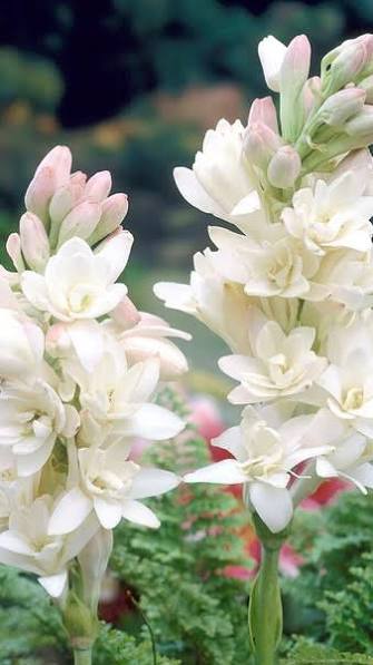 Complete Rajnigandha/Tuberose growing guide, Gardening tips USA garden flowers