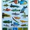 Ikan hias air tawar merupakan binatang laut yang dapat dipelihara di aquarium. Https Encrypted Tbn0 Gstatic Com Images Q Tbn And9gcr91oz15p62m7myvutvs9fyltuamxqmadqjvjugoqlyaw9x84nm Usqp Cau