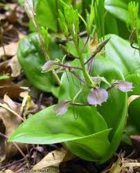 Image result for Liparis