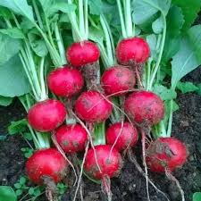 Rotaţia culturilor în privinţa plantei premergătoare, mazărea de grădină poate fi cultivată după orice sunt indicate ca bune premergătoare varza, cartoful, tomatele şi castraveţii mazărea este cultivată exclusiv în câmp deschis, prin semănare, fie în asolamente legumicole, fie în asolamente de câmp. Tehnologie De Cultura A Tomatelor Sau Cultivarea Rosiilor