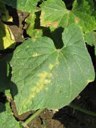 Image result for mildew on cucumbers