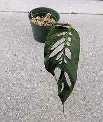 Monstera friedrichsthalii also known as the swiss cheese plant due to the fact each leaf has a lot of holes in them. Pin On Foliagefoliagefoliage