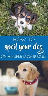 Dog Training Gear Dog Training Roseville Ca Dog Training Clickers For Sale Dog Training Schools For Service Dogs Board Dog Training Videos Pets Cute Animals Dogs