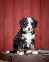 Maybe you would like to learn more about one of these? Gentle Giant Bernedoodles Home Facebook