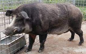 We truly care about the people we serve and strive to make your pest. Boar Pig Hybrid Wikipedia
