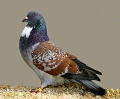 Black And White Pigeon Pictures Image Result For Fancy Black And White Pigeons Pigeon Breeds Pigeon Pictures Pigeon
