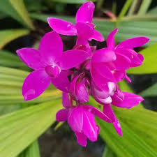 10 things to do at tanjung pinang 2 days 1 night theguytravel. Ground Orchid Plant Deep Purple Anak Pokok Orkid Pinang Ungu Pekat Lazada