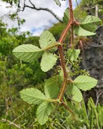 Image result for Cyphostemma paucidentatum