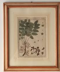 Image result for Cnestis