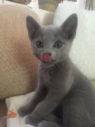 Oversized Poplin Shirt Russian Blue Kitten Hypoallergenic Cats Cats