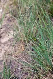 Image result for Eragrostis curvula