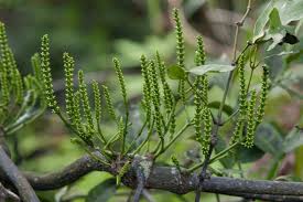 Image result for Ampelopteris prolifera