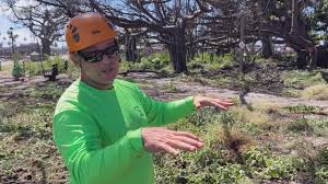 Arborists begin critical trim of Lahaina's beloved banyan tree to spur more  growth