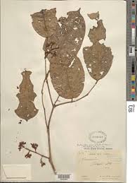 Image result for Anthonotha macrophylla