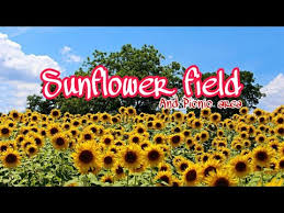 Book a room at bunga matahari in airmadidi, indonesia. Ladang Bunga Matahari Area Piknik Di Turki Sunflower Field Turkey Youtube