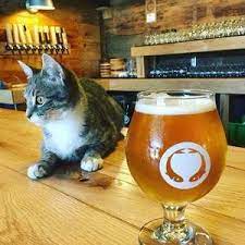 Birthday Celebration For Rocket The Brewery Cat Humane Society Cats Support Animal