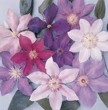 Maybe you would like to learn more about one of these? Clematis Toxicity In Dogs