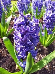 Maybe you would like to learn more about one of these? The 8 Best Spring Flowers For Your Commercial Landscape In Northeast Ohio