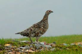 Grouse Are Kinda Evil They Taste Good Though They Are Rather Strong Tasting Just Needs Some Proper Cooking To Make Them Bird Hunting Animals Beautiful Birds
