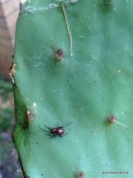 Harvest cuttings only when nighttime temperatures are a constant 60 °f (16 °c) or place the root ball in the center of the hole. How To Grow Prickly Pear From A Cutting Ground To Ground