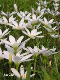 Image result for Zephyranthes candida