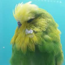 Budgie Birds Jumbo Kus