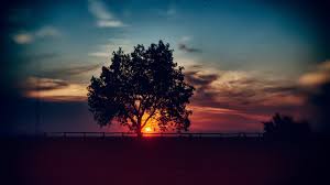 Maybe you would like to learn more about one of these? Sunset Scenery Tree Landscape Nature 8k Wallpaper 101