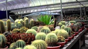 Cactus valley is a botanical show garden nestled on a hill slope overlooking brinchang town center, featuring a large collection of. Cactus Point Cameron Highlands 2 Youtube