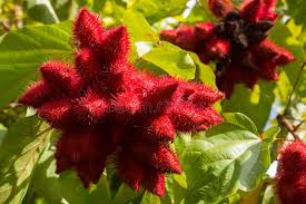 Image result for Bixaceae