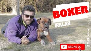 Kopek Irklari Boxer Youtube