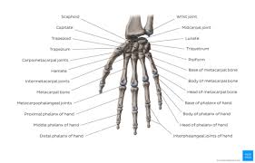 Image result for Normal Anatomic Position of the Hand and Wrist