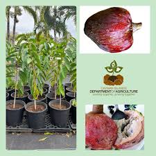 Image result for Annona reticulata