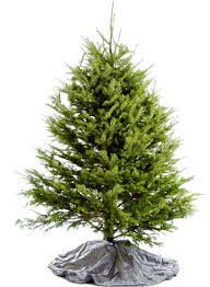 Recutting the stem on the christmas tree. How To Keep A Christmas Tree Alive For Longer Directree