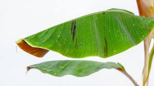 Masukkan daun pisang yang telah kering ke dalam panci. 11 Manfaat Daun Pisang Untuk Kesehatan Mengurangi Demam Hingga Sembuhkan Sakit Tenggorokan Tribun Jatim