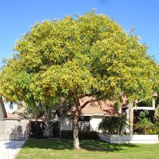 Image result for Tipuana