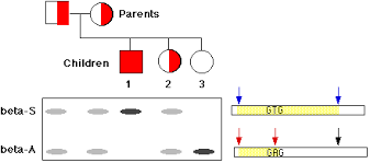 A restriction fragment length polymorphism is defined by the existence of alternative alleles associated with restriction fragments that differ an rflp is demonstrated whenever the southern blot pattern obtained with one individual is different from the one obtained with another individual. Restriction Fragment Length Polymorphisms Rflps