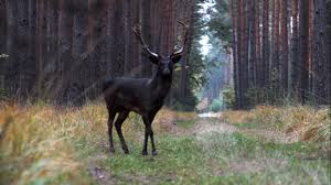 Teraz guślarz prosi o garść kądzieli, którą natychmiast zapala. Czarna Zjawa W Lasach Doliny Baryczy Co To Jest Solidaryzm