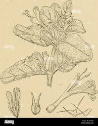 Image result for Barleria sp. B