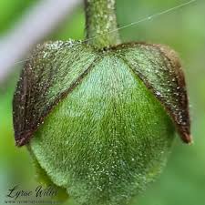 Image result for Annonaceae