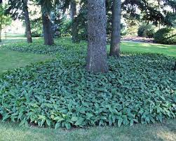But it can grow in a range of soil types,. Lily Of The Valley Indiana Yard And Garden Purdue Consumer Horticulturepurdue University Indiana Yard And Garden Purdue Consumer Horticulture