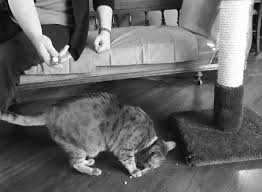 Any advice for starting clicker training a cat? How To Train Your Cat To Scratch The Post Tufts Catnip