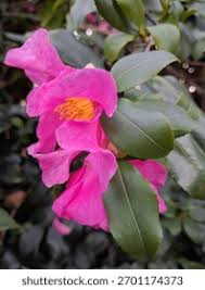 Image result for Theaceae